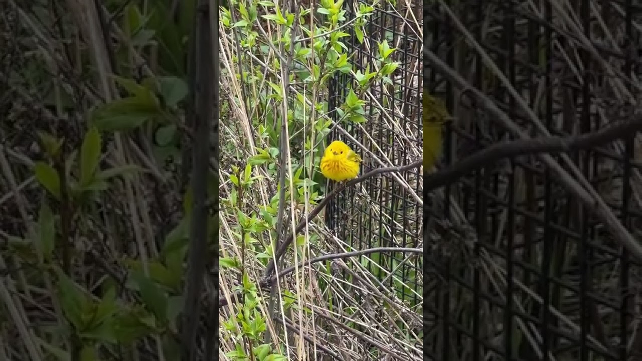 Yellow Warbler #birds #wildlife #nature