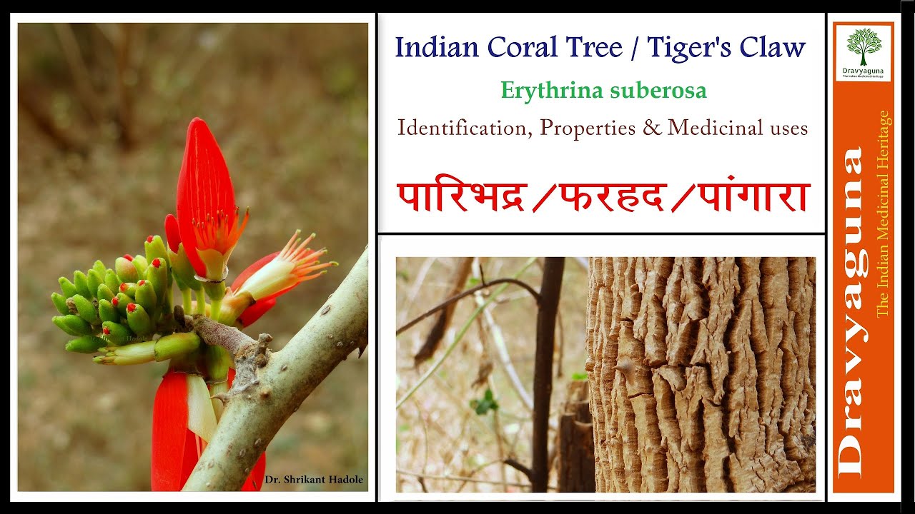 Paribhadra - Erythrina suberosa, Erythrina variegata identification guide