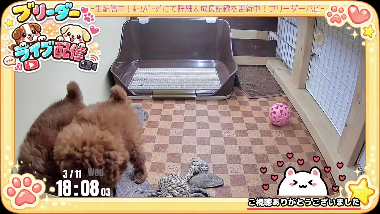 【成長 生配信】トイプードル 子犬 56日齢 【2026/3/11】