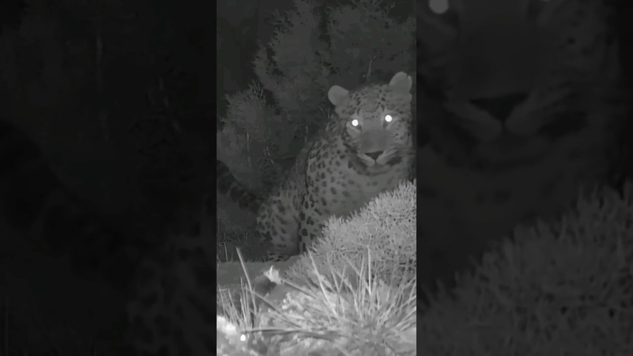 When an Endangered Caucasian Leopard graces the camera trap just to mark it's territory 🐆💦  📸FPWC