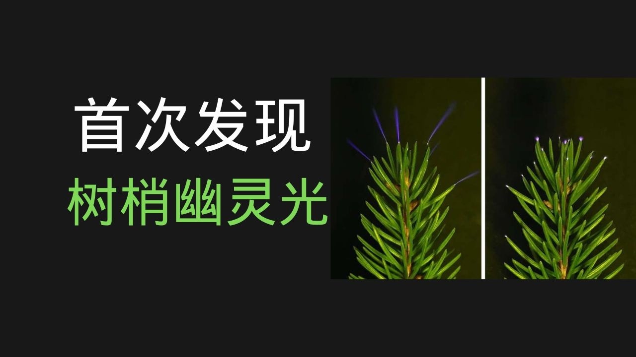 雷暴下的树会发光？首次拍到树冠电晕！