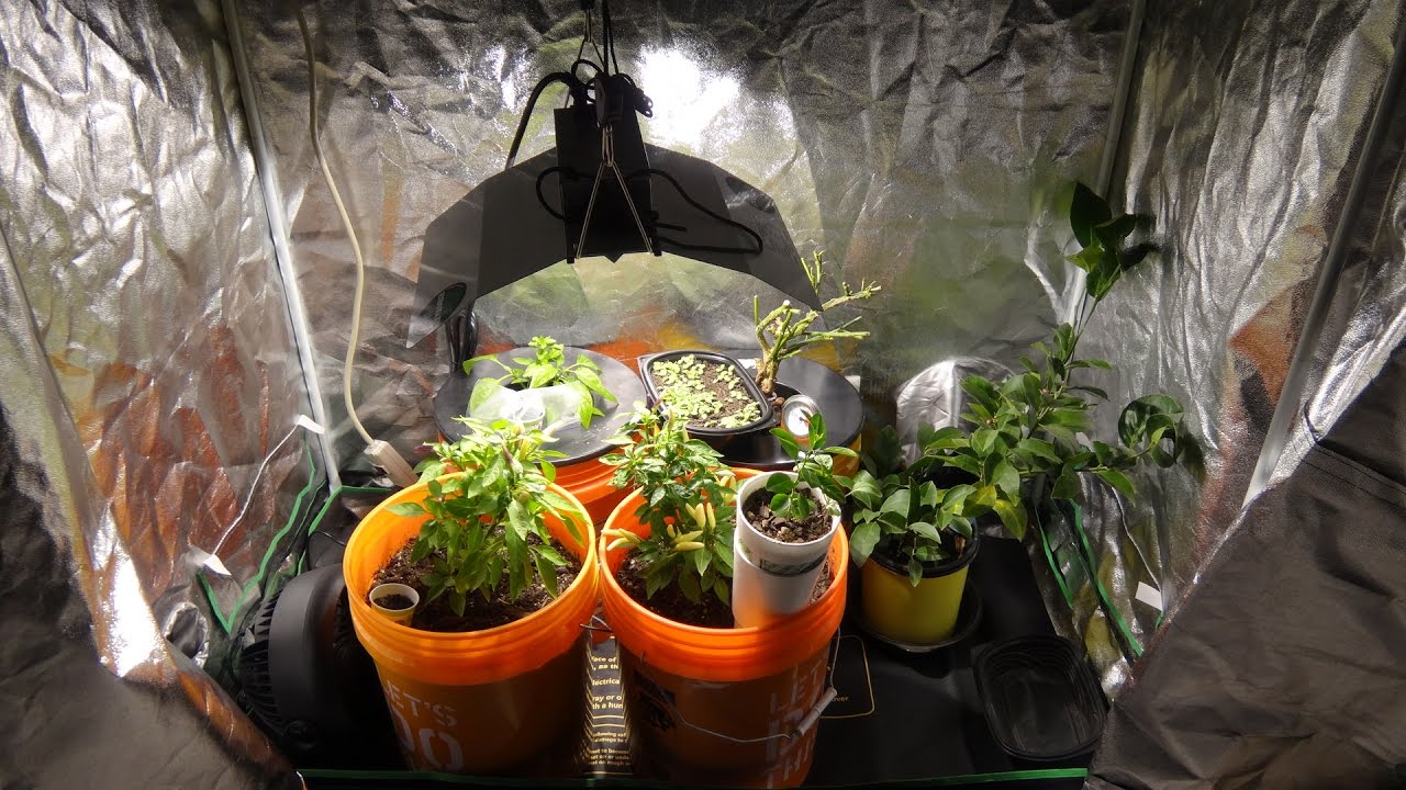 My Indoor Grow Room - A Quick Tour Part 1