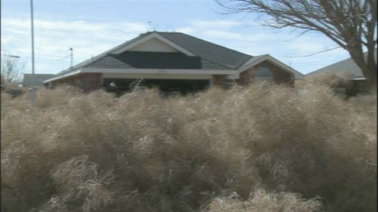 Tumbleweeds bury Roswell homes