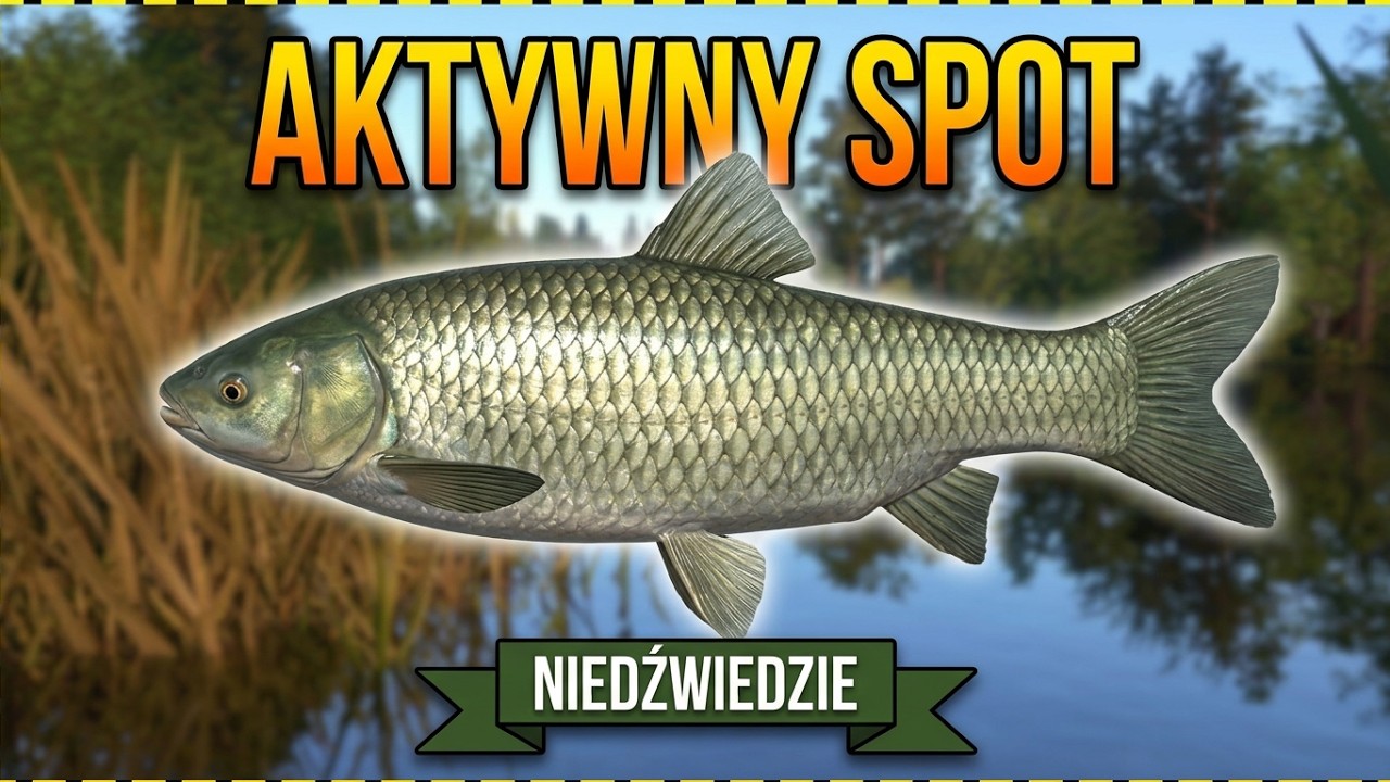 RF4: Niedźwiedzie &ndash; Aktywny spot na karpie i amury