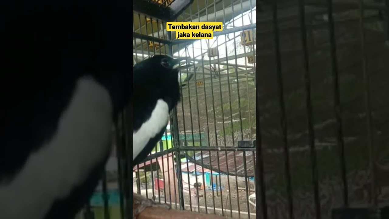 Tembakan Jaka Kelana #kacergacor #kacer #kacermania #cpitv #shorts #youtubeshorts