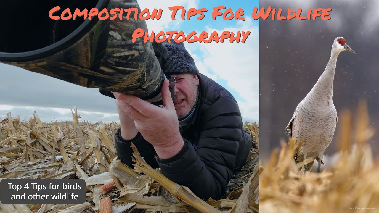 Mastering Wildlife Photography: Composition Tips & Techniques