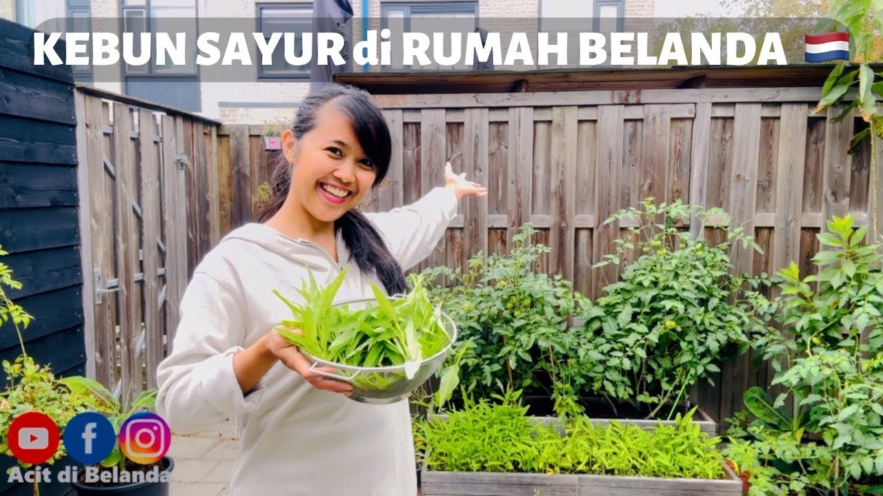 KEBUN SAYUR KU di RUMAH BELANDA🇳🇱  || PANEN SAYUR BUAT BUBUR MANADO KOMPLIT!