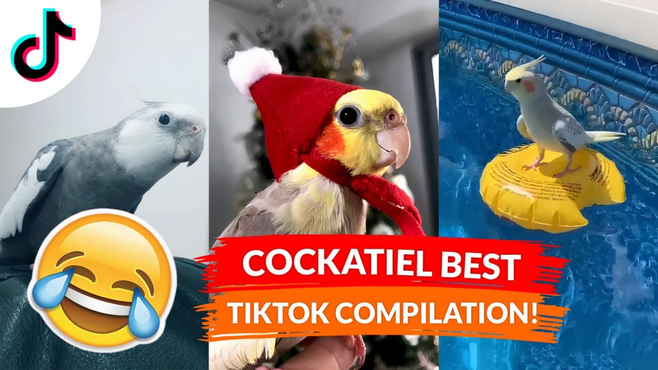 Cockatiel Best Tiktok Compilation | Cockatiel Funny Videos | [2021 Compilation] ● Funny Moments