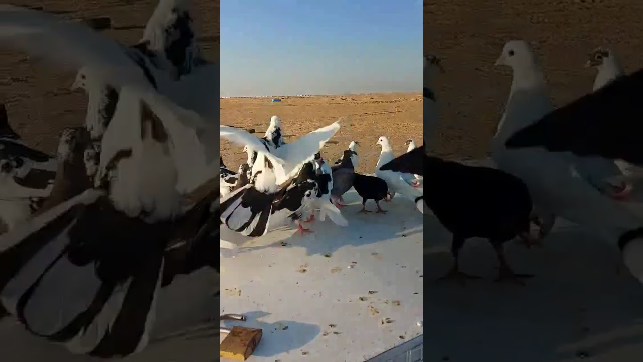 كيف تخرج فروخ اللوت