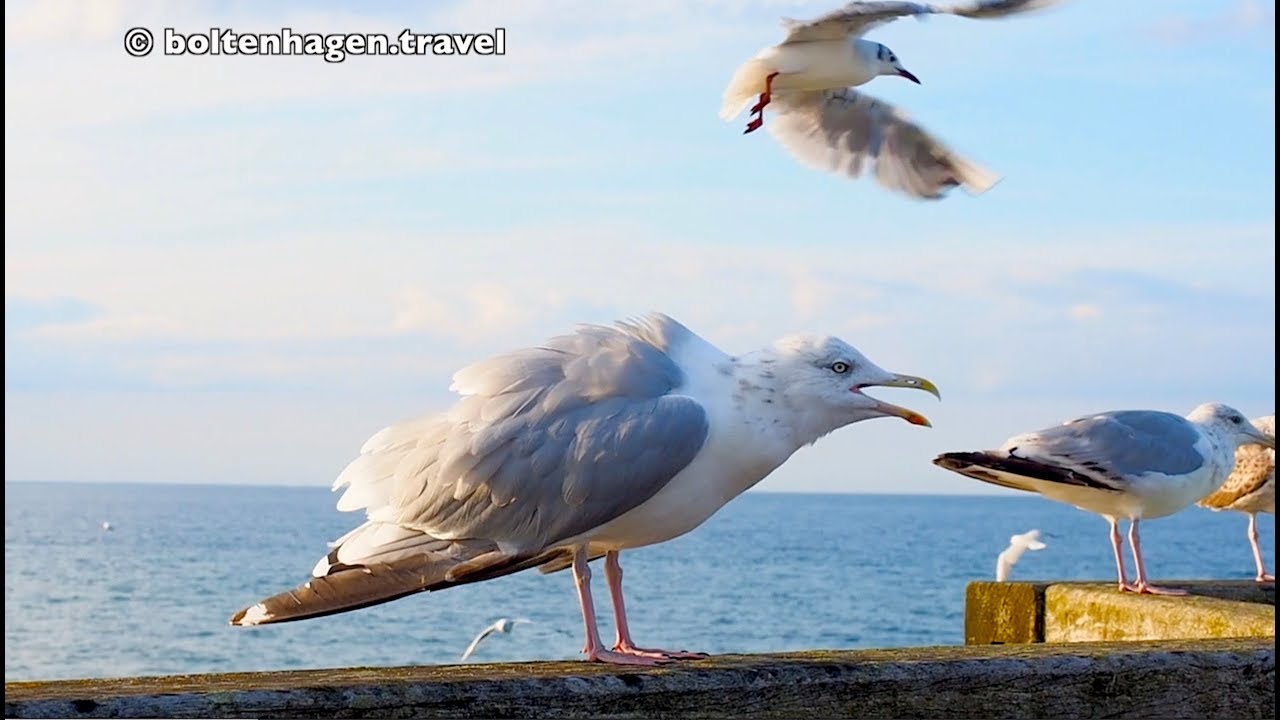Ostsee, M&ouml;wen und Strand in Boltenhagen  |      &copy; boltenhagen.travel