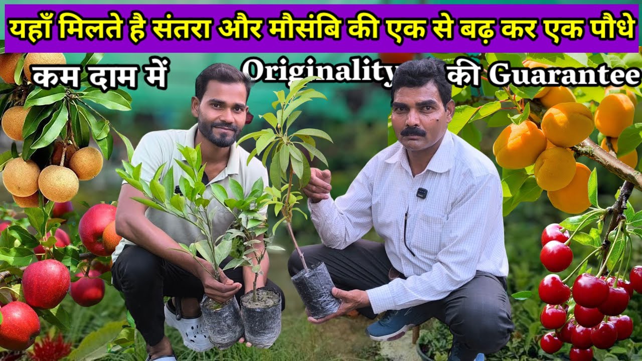 एक Nursery ऐसी जहाँ मिलते है Exotic और Rare Variety के Fruit Plant | Online Plant Nursery