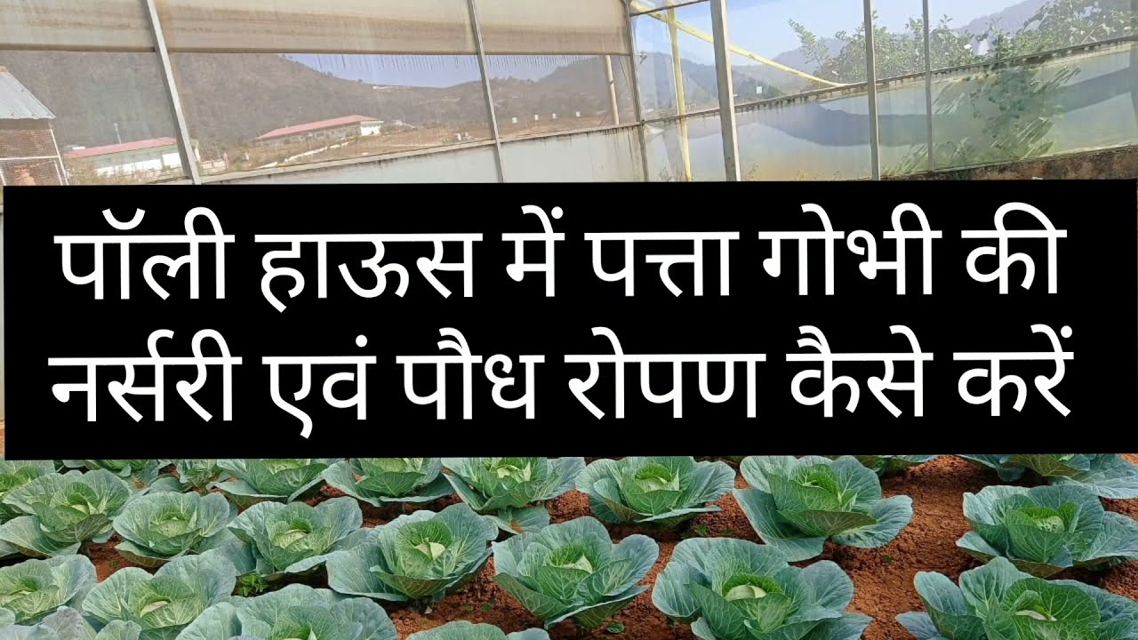 Nursery raising and transplanting of cabbage under polyhouse I Dr. Rajani Pant