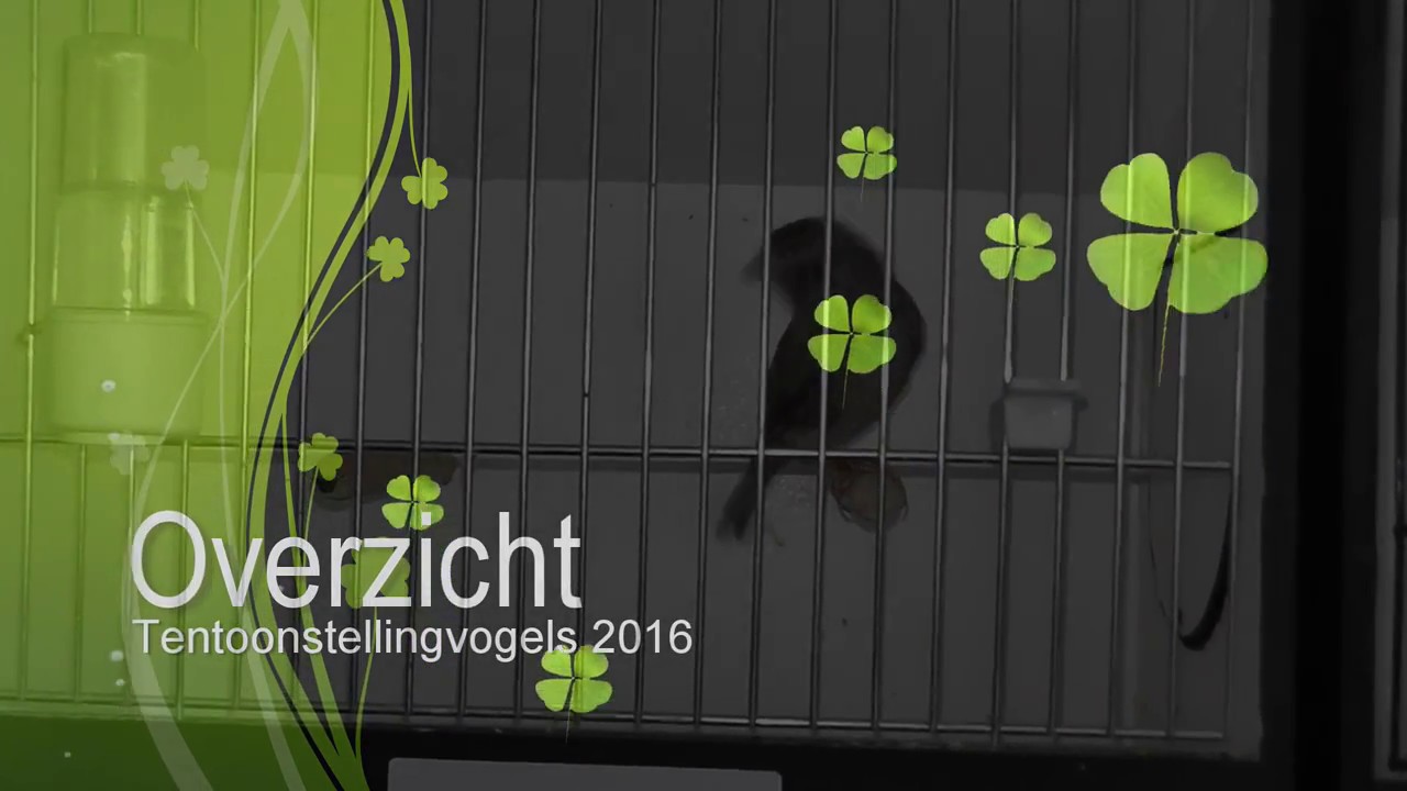 Overzicht Vogels 2016