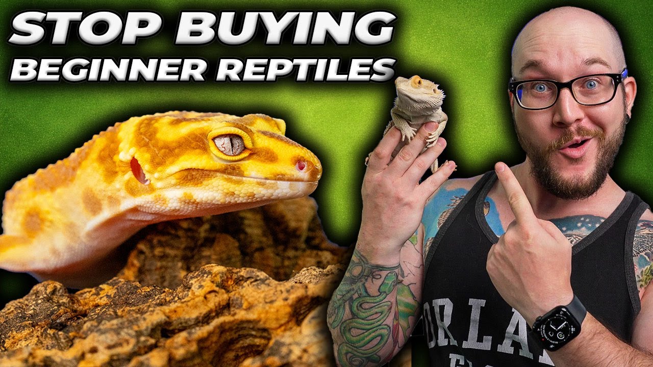 Beginner Reptiles are Stupid! Stop Buying Them