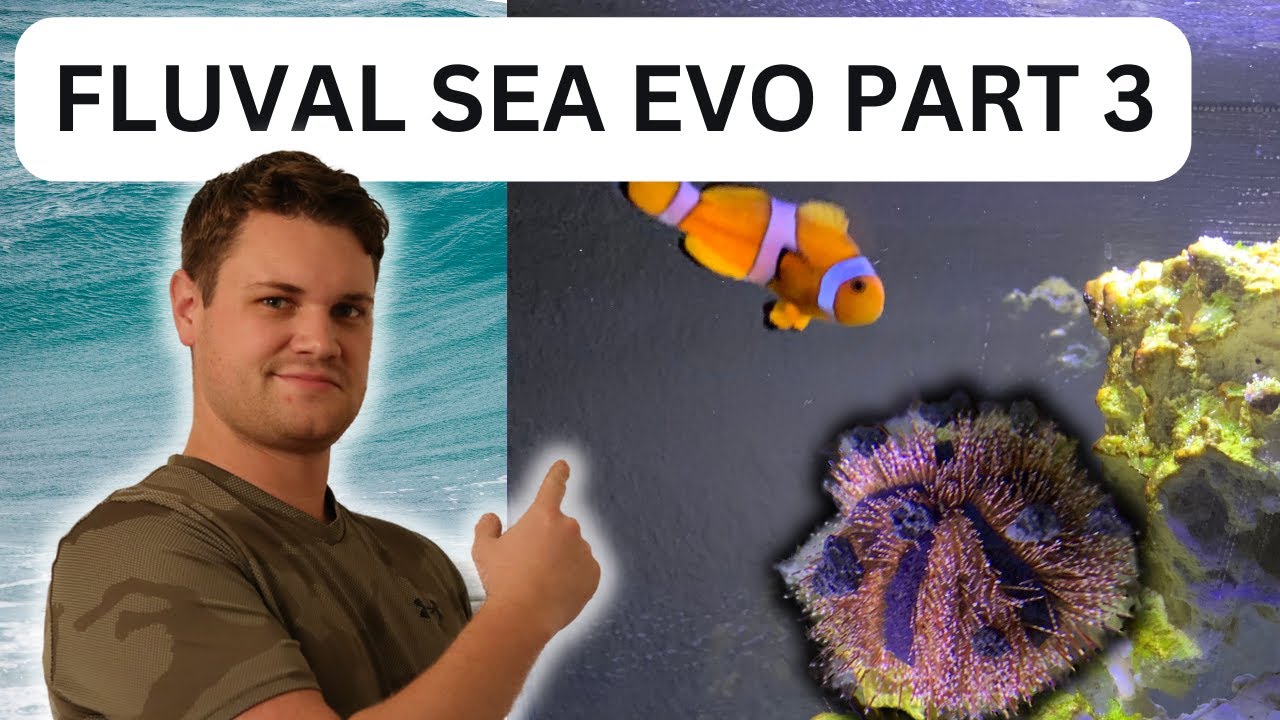 Beginner Simple Reef Tank Setup Episode 3 (Fluval Sea Evo)