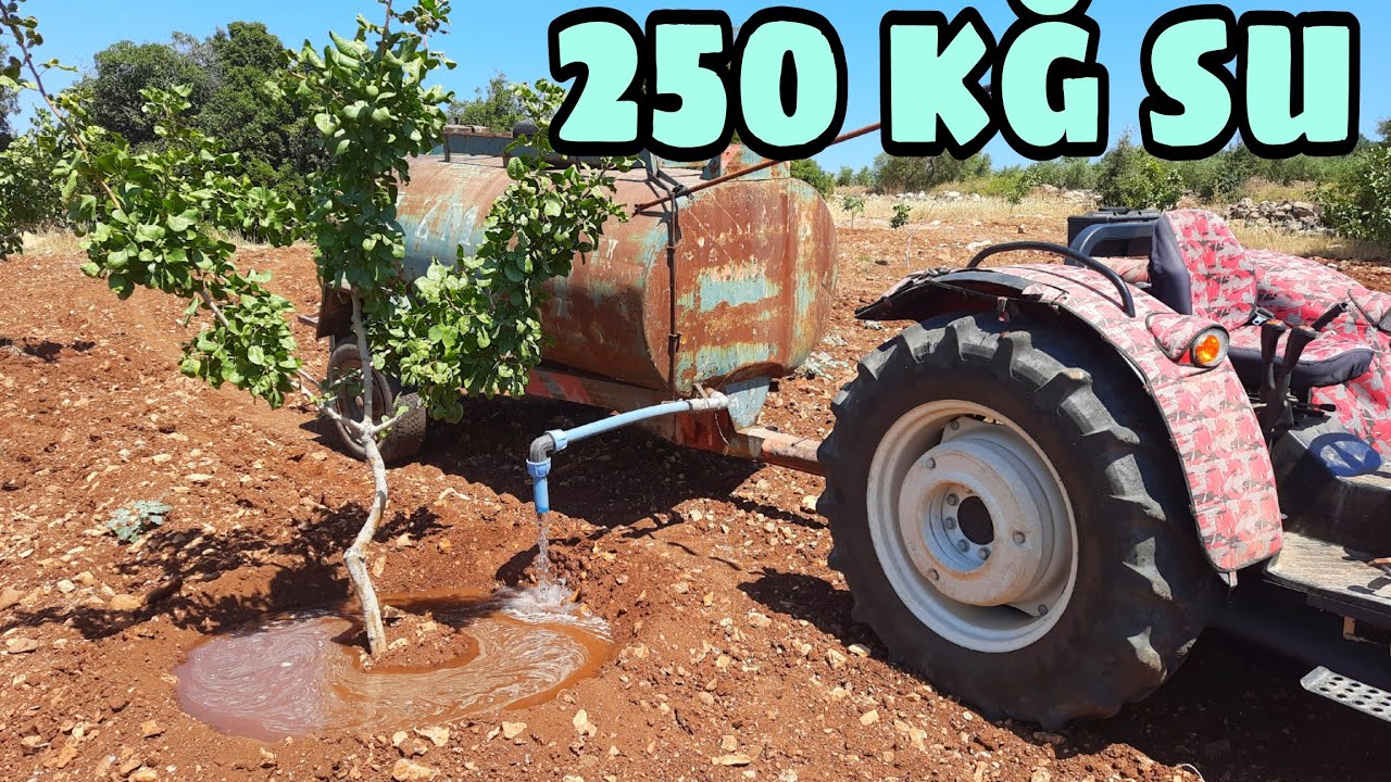 AĞAÇ BAŞI 250 KĞ SU... SİİRT AĞAÇLARIMIZIN SULAMASI DA TAMAM...