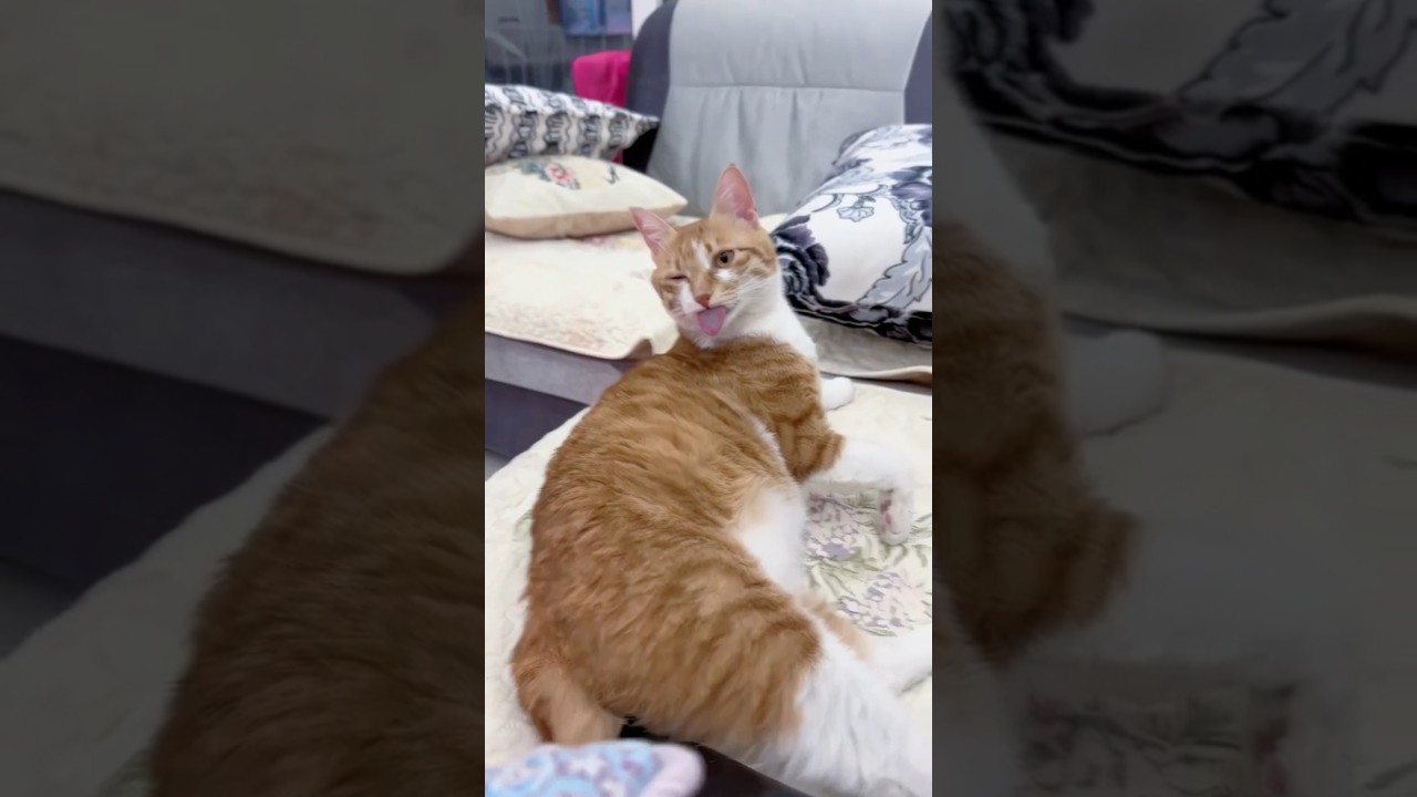 Strange Behavior of the Original cat #cat #cats #funny #pets #reels #funnycats #catvideos