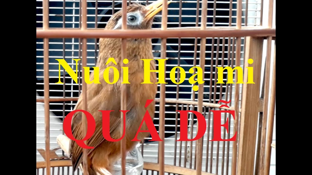 Hướng dẫn cách nuôi chim hoạ mi cho những người bận bịu công việc