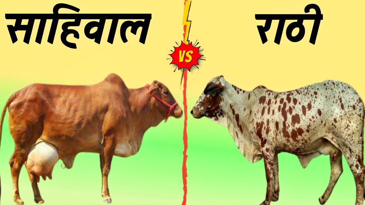 sahiwal vs Rathi cow | sahiwal cow | rathi cow | sahiwal gay | rathi gay