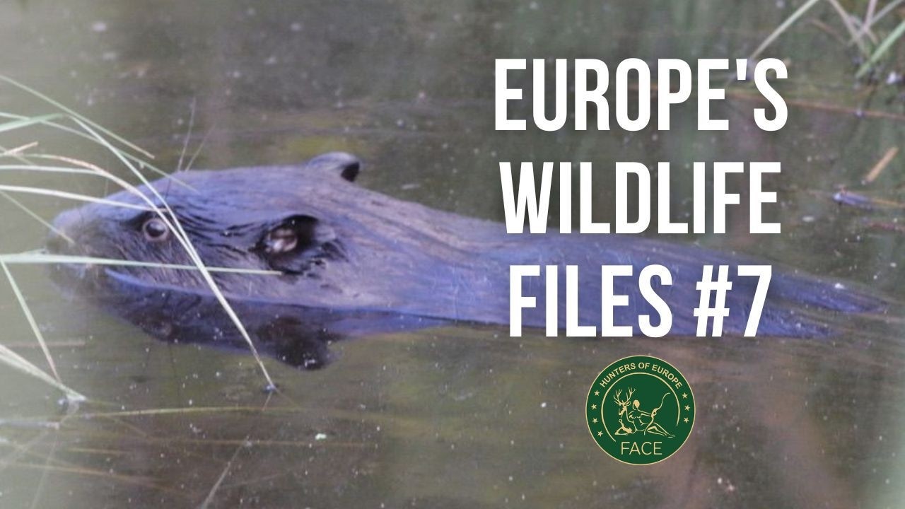 🦫 The Beaver. Icon, Engineer — and a Species We Must Manage Responsibly. European Wildlife Files #7