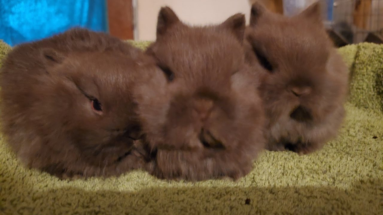 evaluating Netherland Dwarf juniors 12 weeks