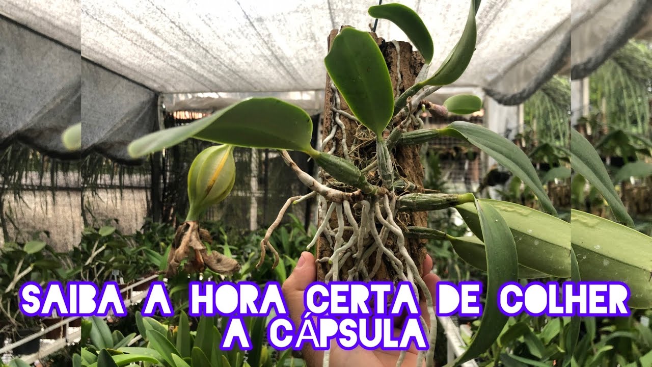 SAIBA A HORA CERTA DE RETIRAR A CÁPSULA DAS ORQUÍDEAS !