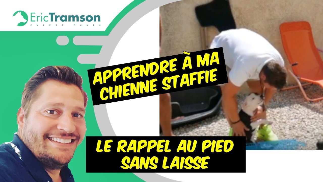 Apprendre à ma chienne Staffie le rappel au pied sans laisse