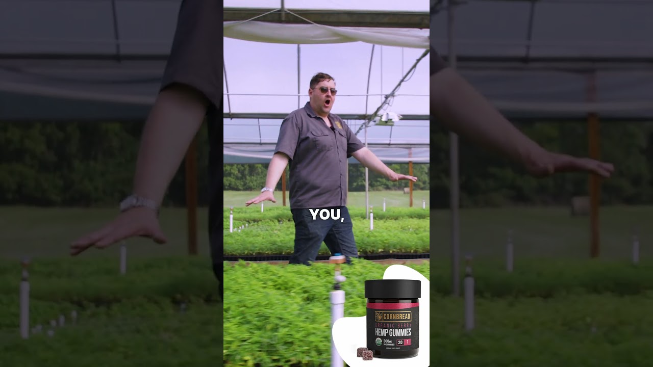 How to turn 150,000 hemp seedlings into top-shelf hemp extract