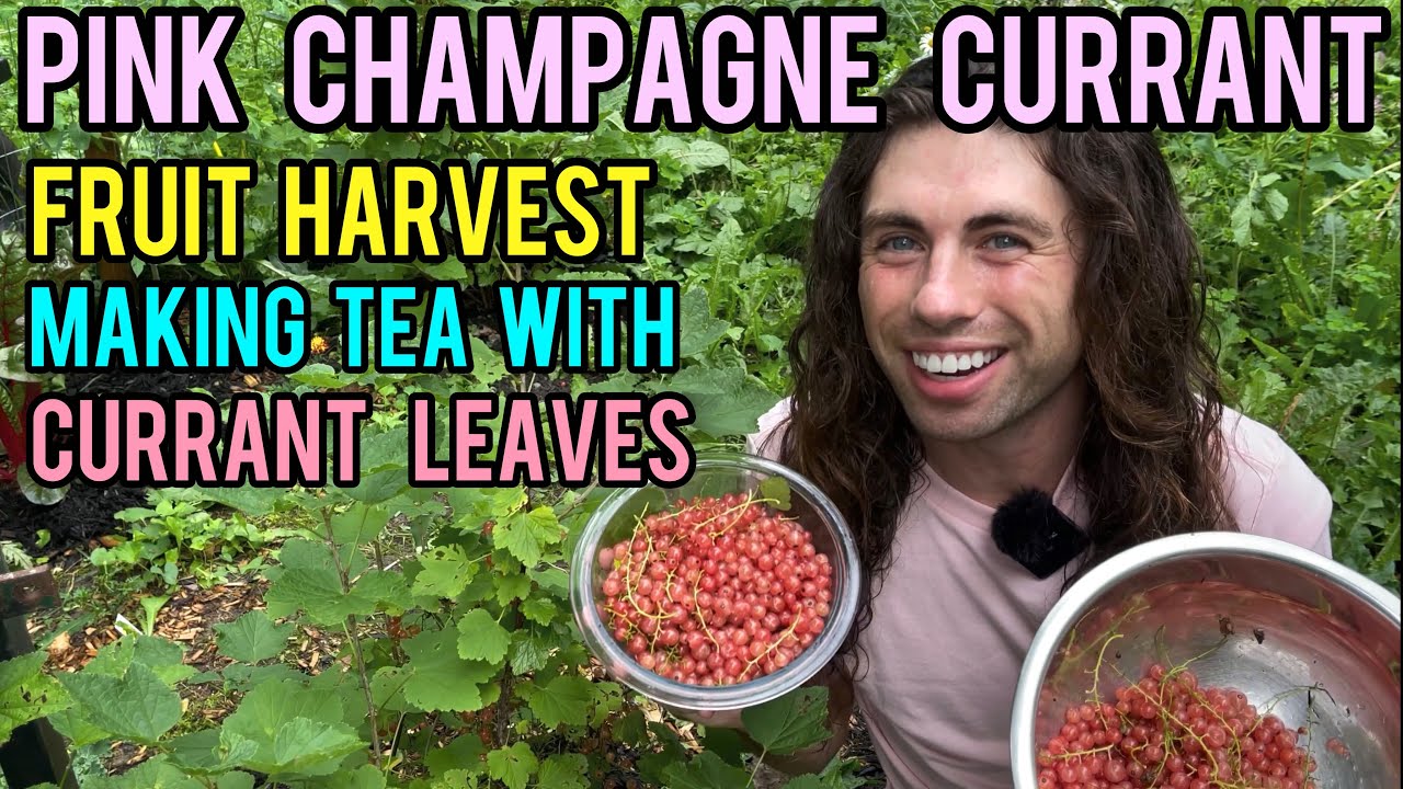 Pink Champagne Currant Harvest Make Currant Leaf Tea with Brighten Day in 4k