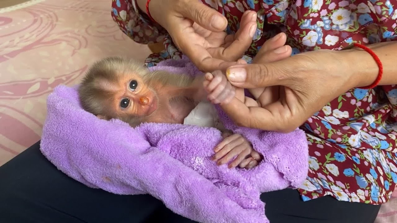 P..0r baby monkey really miss her real mom at wild