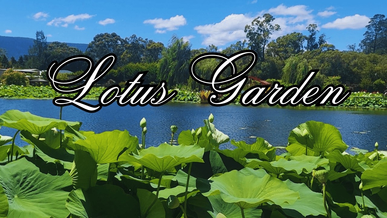 Visit The Blue Lotus Water Garden in Warburton/ One of Australia's Most Spectacular Seasonal Garden