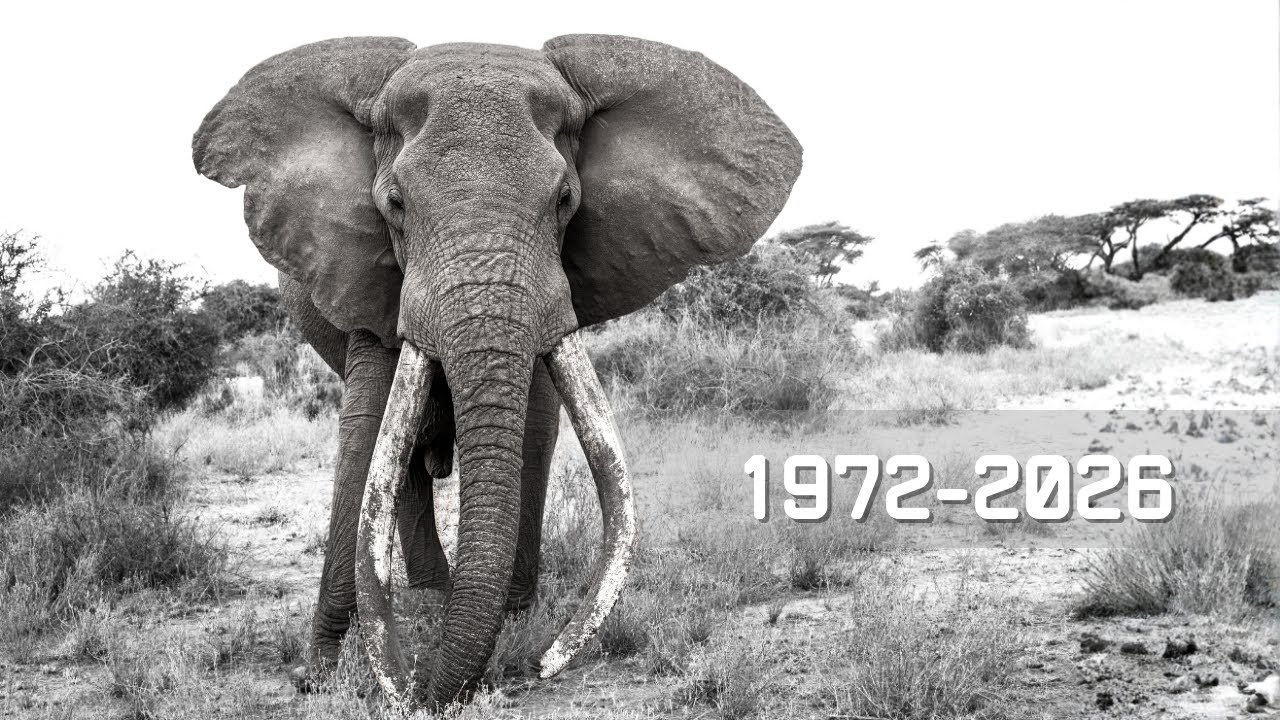 En memoria de CRAIG, el último gran GIGANTE de AMBOSELI
