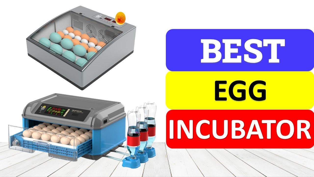 Top 10 Best Egg Incubator In 2023