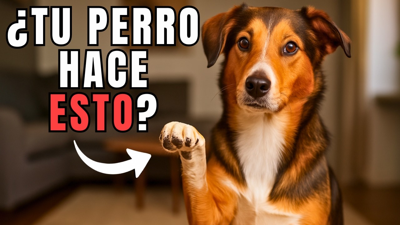 Si tu perro hace ESTO, es más inteligente de lo que piensas