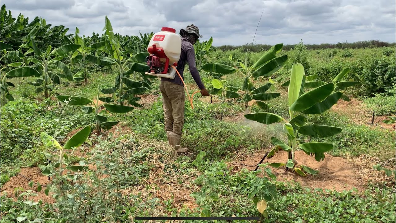 DIA DE FAZER APLICAÇÃO DE VENENO PARA ELIMINAR OS MATOS DOS BANANAIS