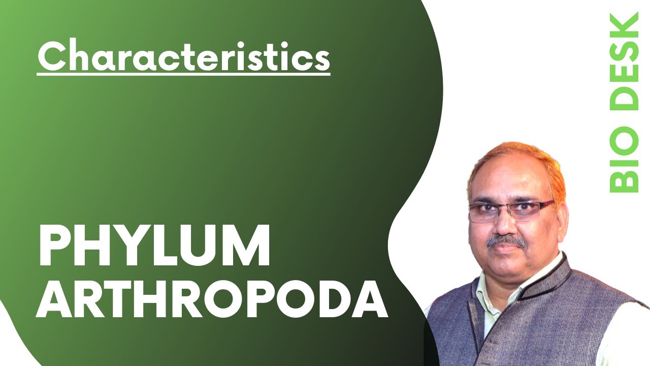 Phylum Arthropoda - General Characteristics