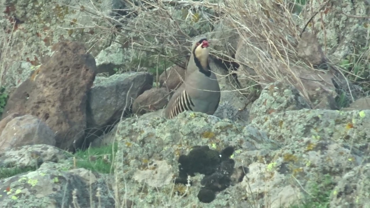 Keklik Avı (Bağlı) - الحجل طائر - куропатка - partridge