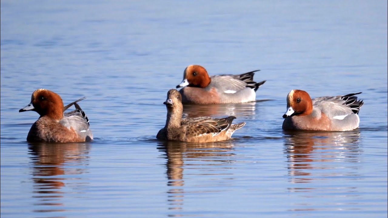 Eurasian Wigeons 4K