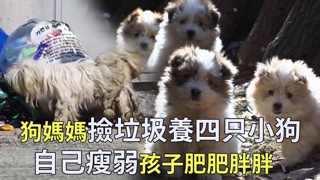 流浪狗媽媽靠撿垃圾養活四隻小狗，自己都吃不飽孩子卻個個白白胖胖，好心老人送來月子餐【小奶狗觀影】