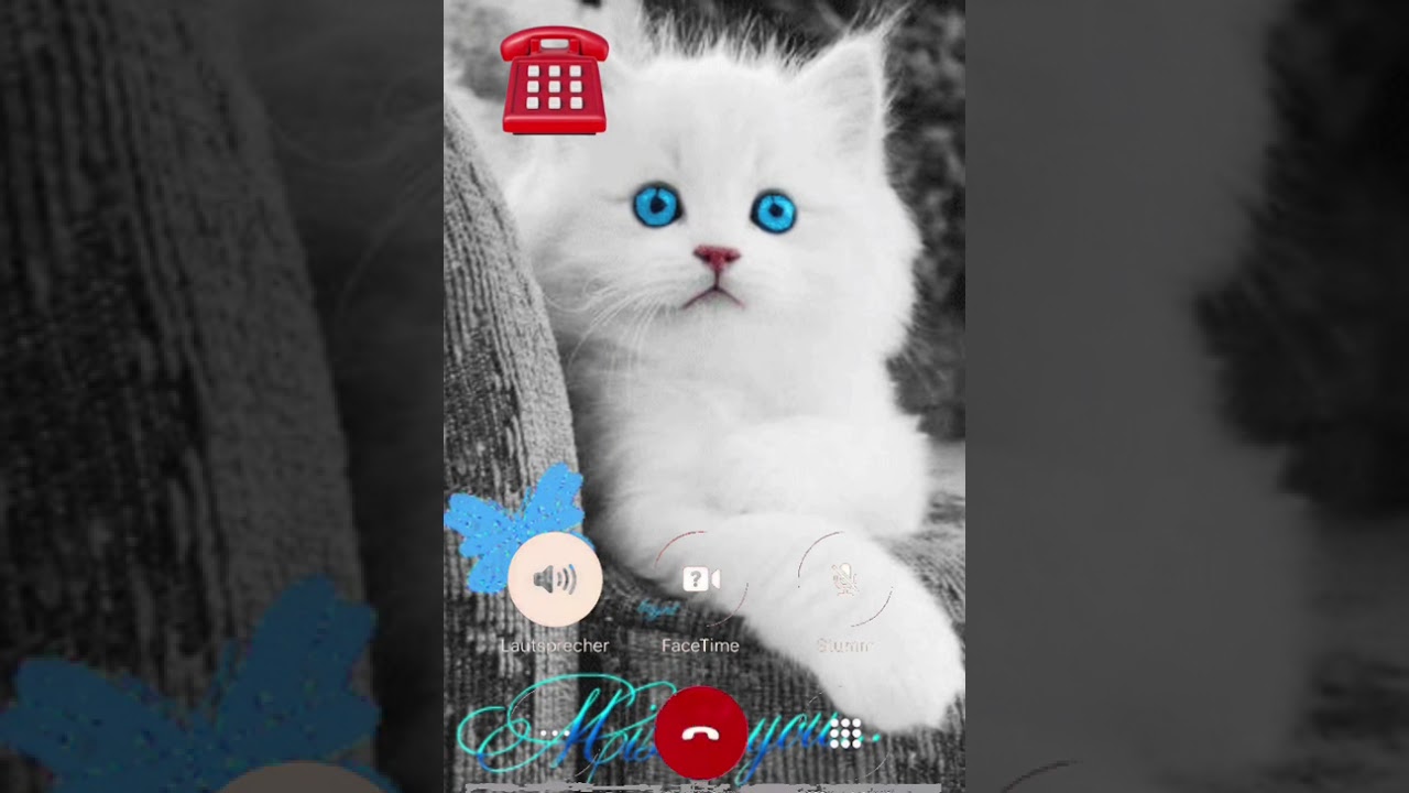 iPhone 14 Pro Ringtone + Cute Cat😺