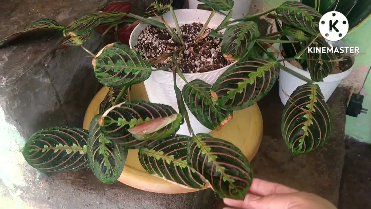#Calatheas y #Marantas cómo las cuido y sustrato?