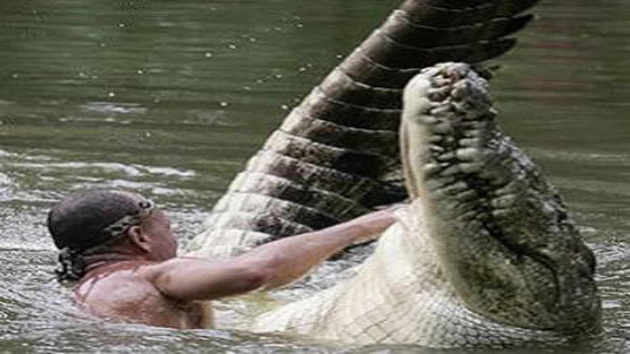 Ataque de Crocodilo ( Cenas Fortes )