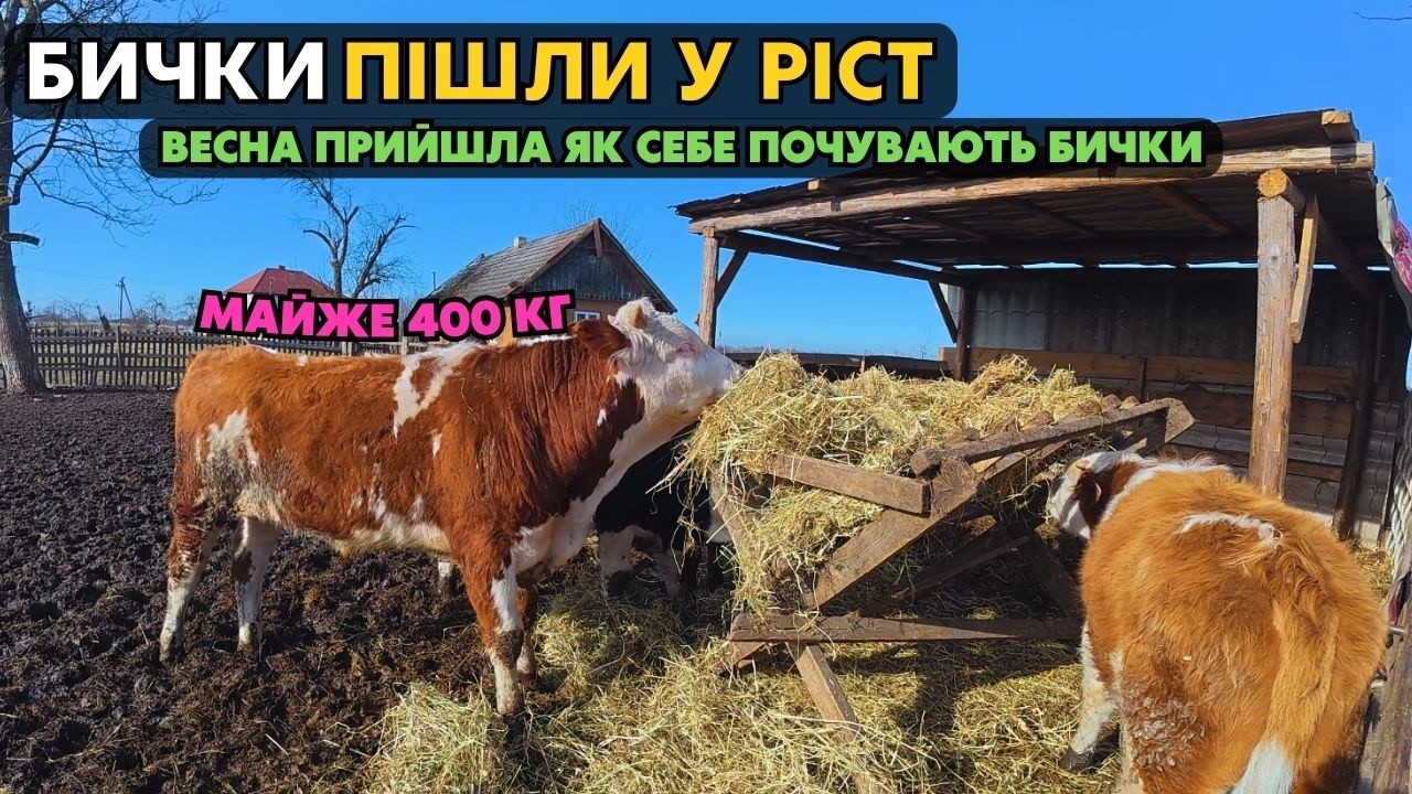 ВІДГОДІВЛЯ БИЧКІВ НА МЯСО! Весна прийшла бички корм товчуть та швидко ростуть. Морози -25 позаду.