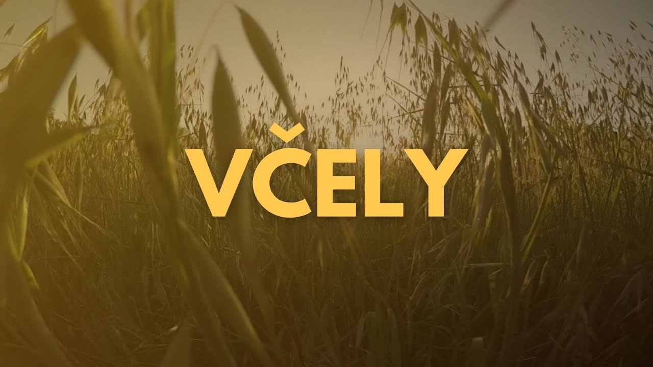 Včely - Rojení včel. Záchrana včelstva a jak se zachovat. Co dál dělat ?