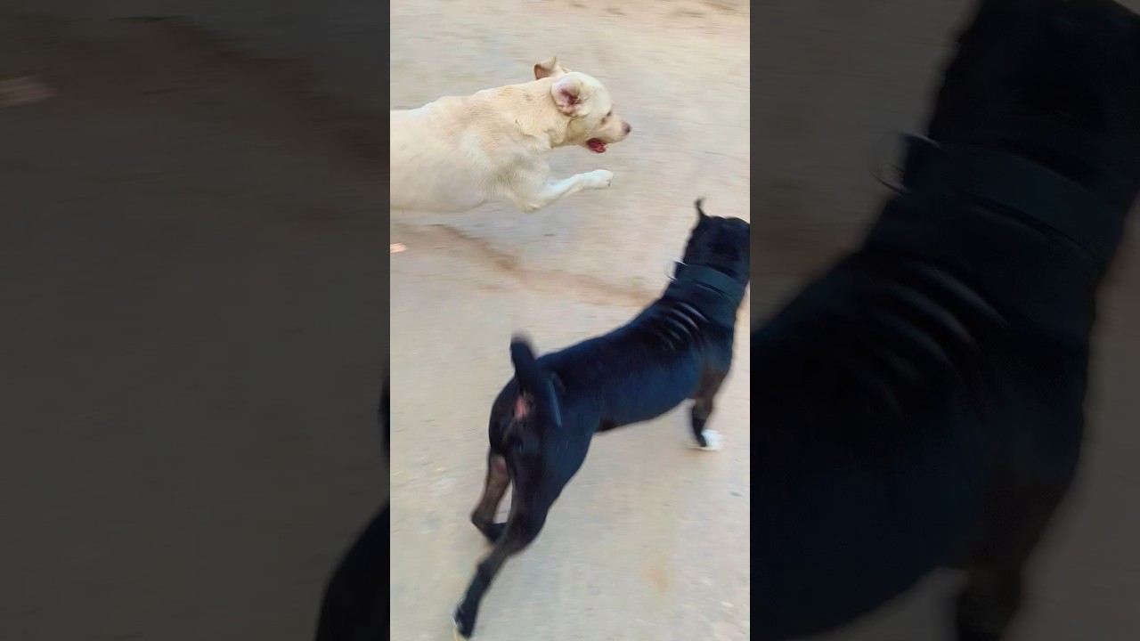 #pitbull