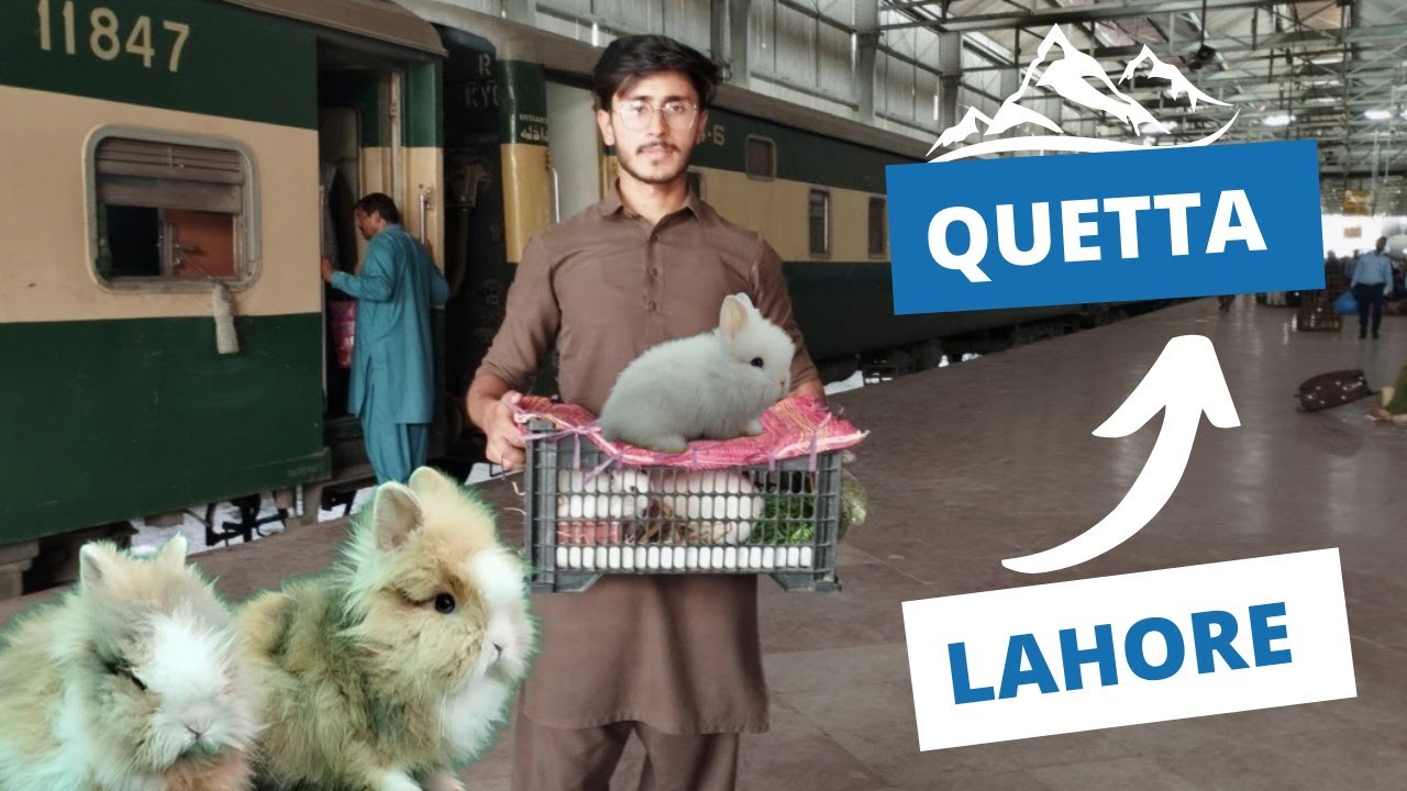 Lahore to Quetta cargo | fancy Rabbits | Daily vlog | rabbit farming | Aftab Ahmad