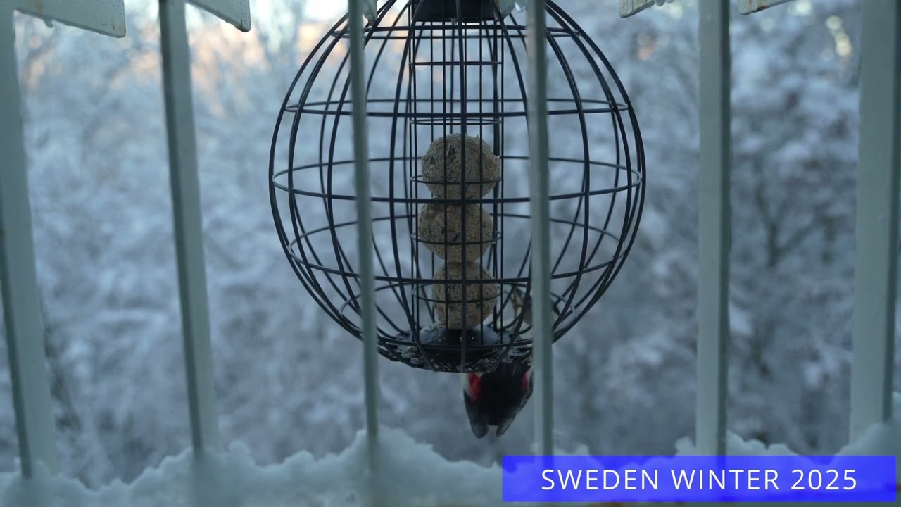SWEDISH BIRDS. WINTER 2025