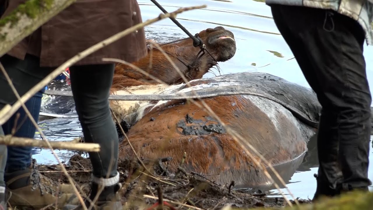 Im Video: Feuerwehr zieht 700 Kilogramm schweres Pferd aus der Hase bei Rieste