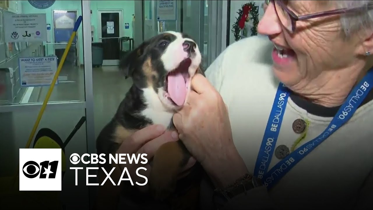 Dallas Animal Services launches free pet adoptions for holiday season