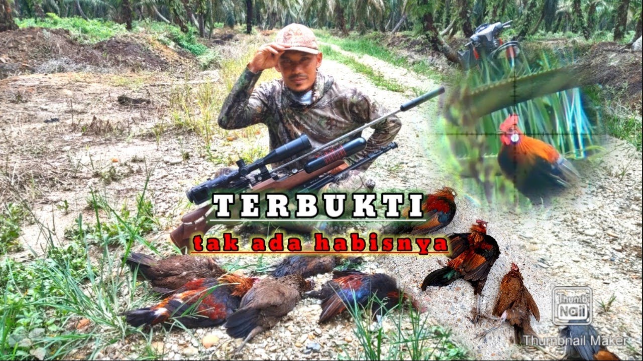 terbukti ayam hutan tak ada habisnya, BERBURU AYAM HUTAN sumatra